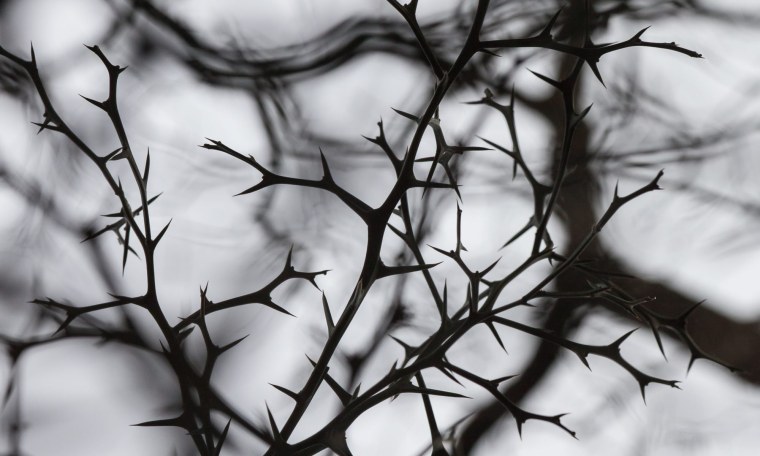 Тернии Терновник