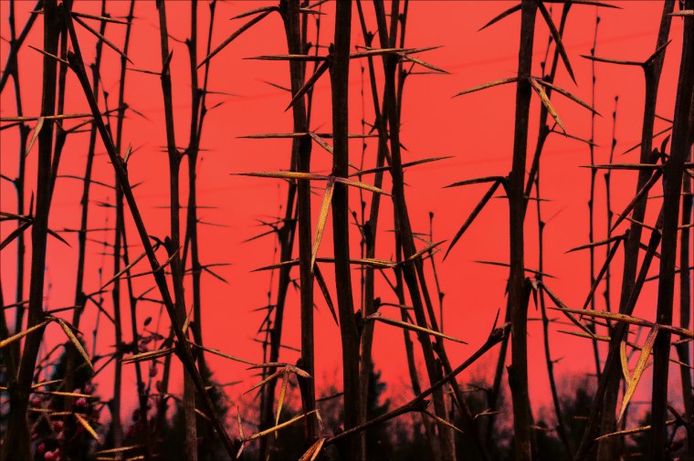 Терновые заросли