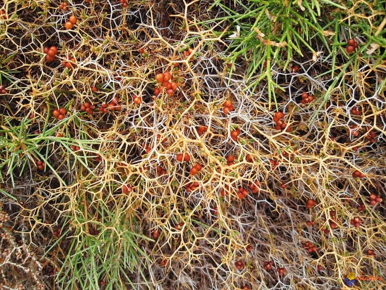 Христовый терний