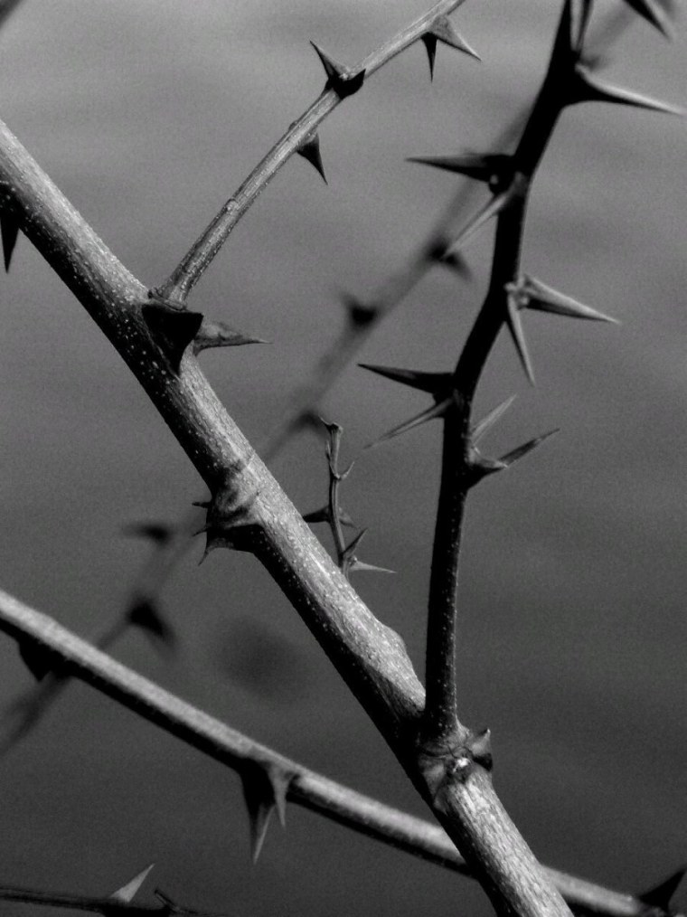 Терновник колючий куст