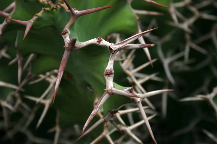 Шагающий Кактус Анданте