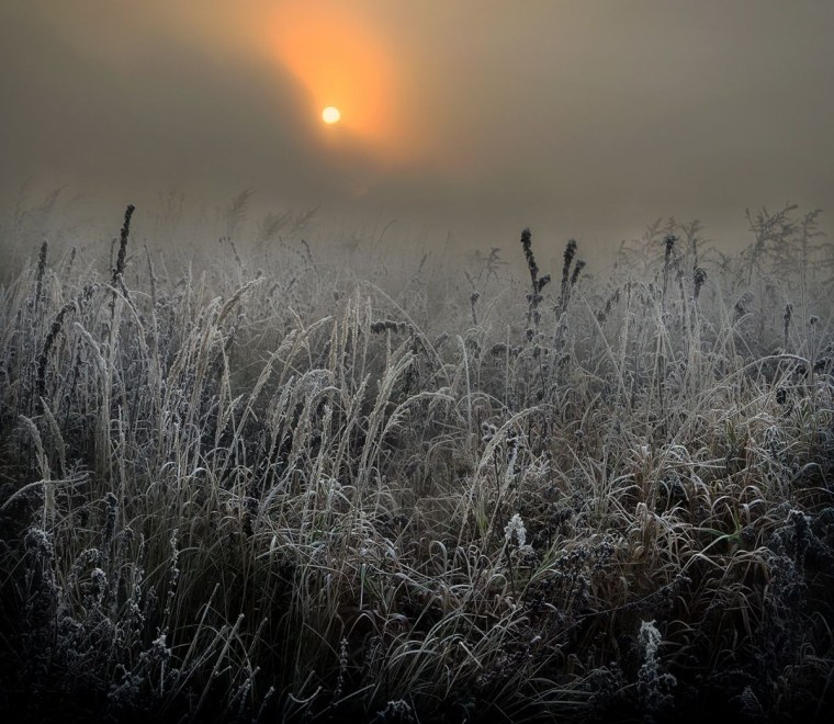 Тернии картинки