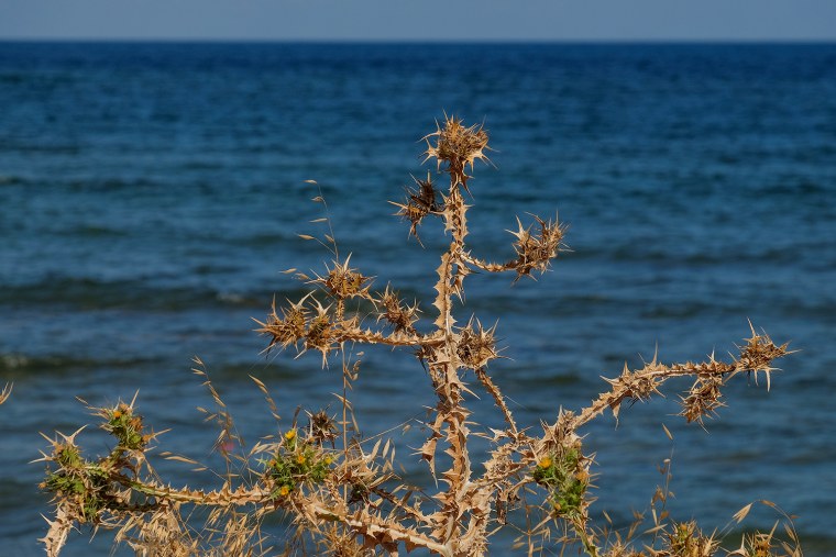 Колючки на побережье Средиземноморья
