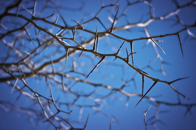 Боярышник шипы