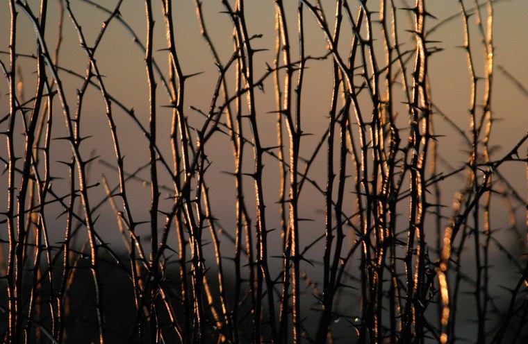 Ветка Эстетика