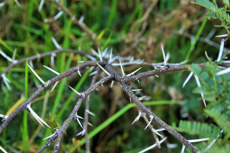 Терновник колючий куст