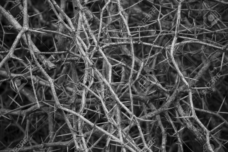 Thorn - 9000 фото