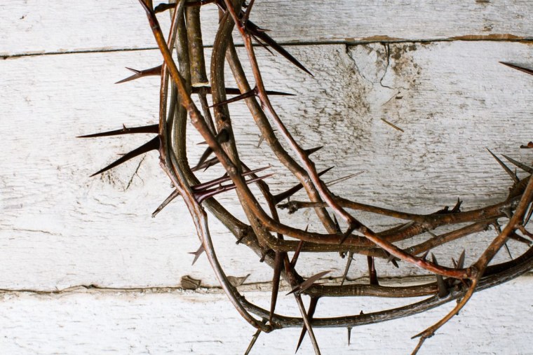 Терновый венец куст