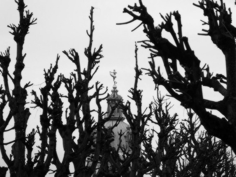 Сквозь тернии