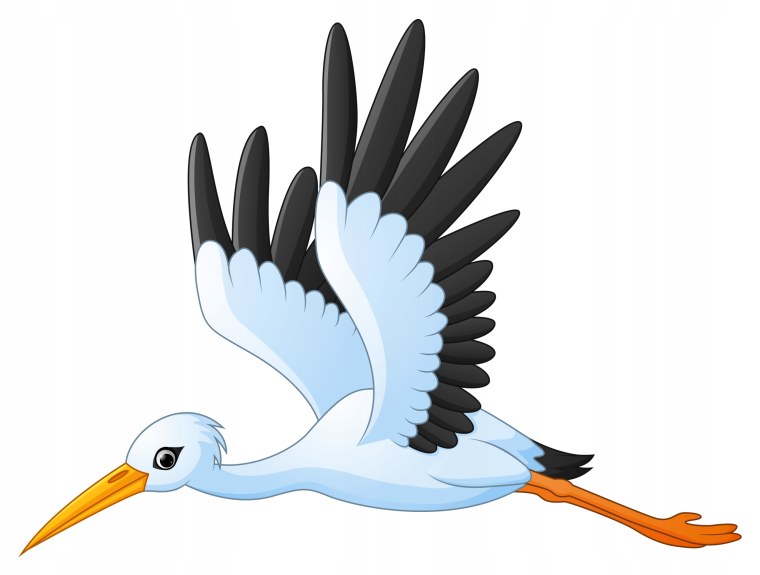 Аистенок на белом фоне