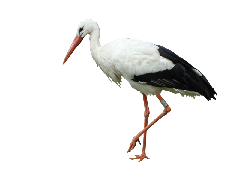 Аист Перелетная птица