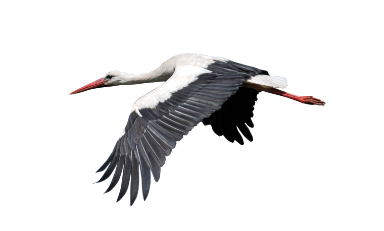 Аист на белом фоне