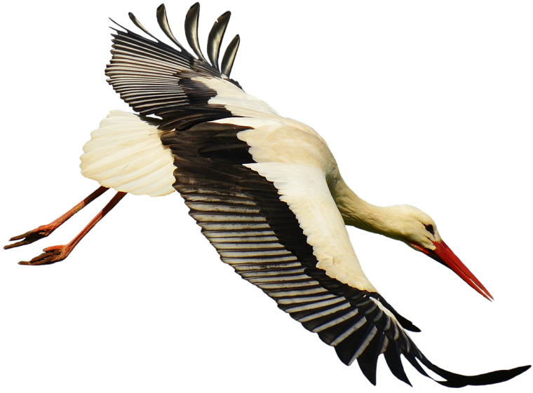 Аист на белом фоне