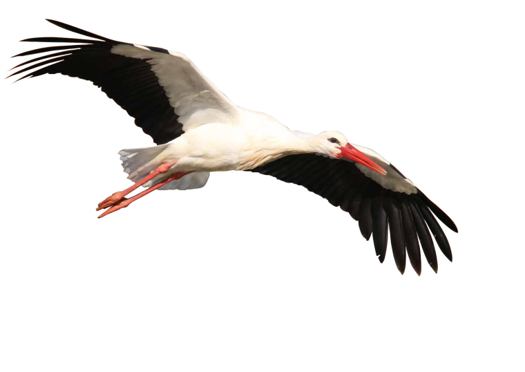 Аист на прозрачном фоне
