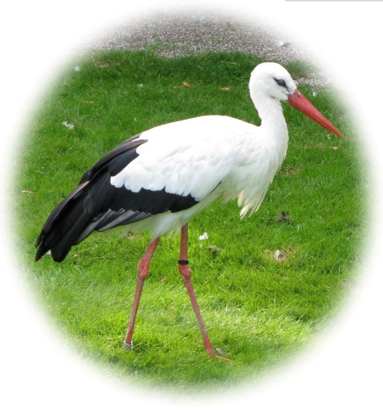 Аист с ребенком