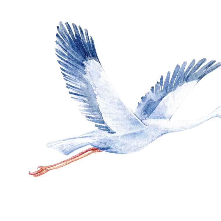 Аист акварель
