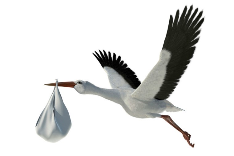 Аист на прозрачном фоне