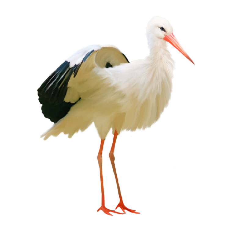 Аист на прозрачном фоне