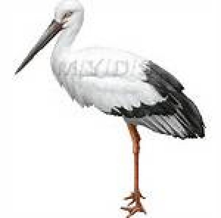 Аист на белом фоне