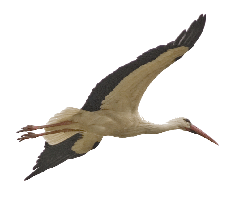 Журавль на белом фоне