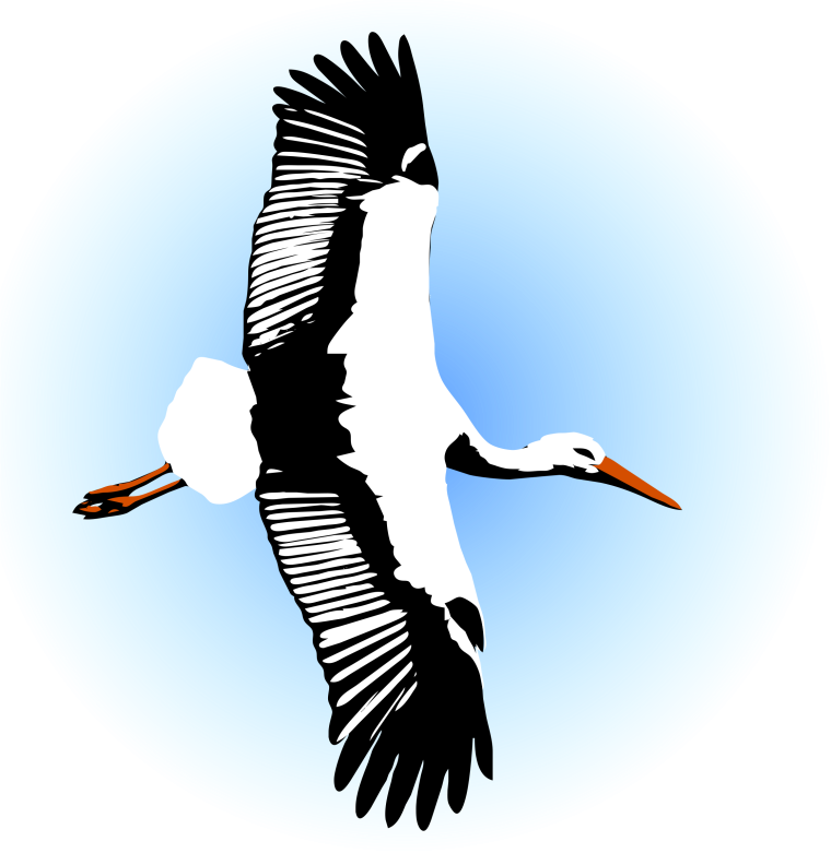 Аист на белом фоне