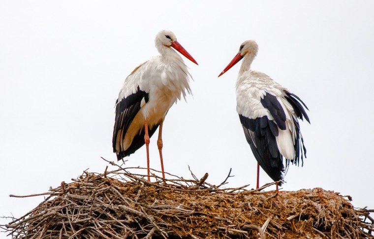 Белый Аист гнездо