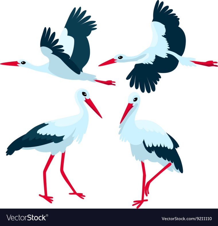 Аистенок на белом фоне