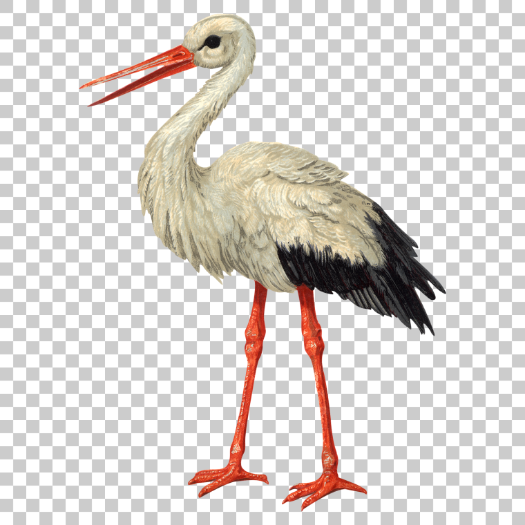 Аист карточка