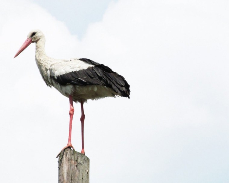 Аист на белом фоне