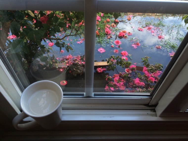 Цветы на окне дождь за окном
