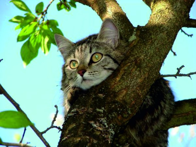 Коты на деревьях