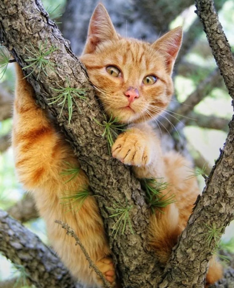 Кошка в деревне