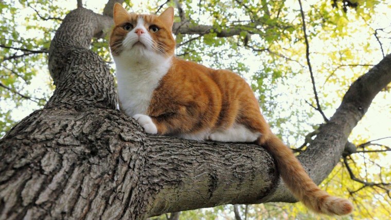 Рыжий кот на дереве