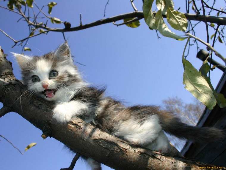 Котенок на ветке