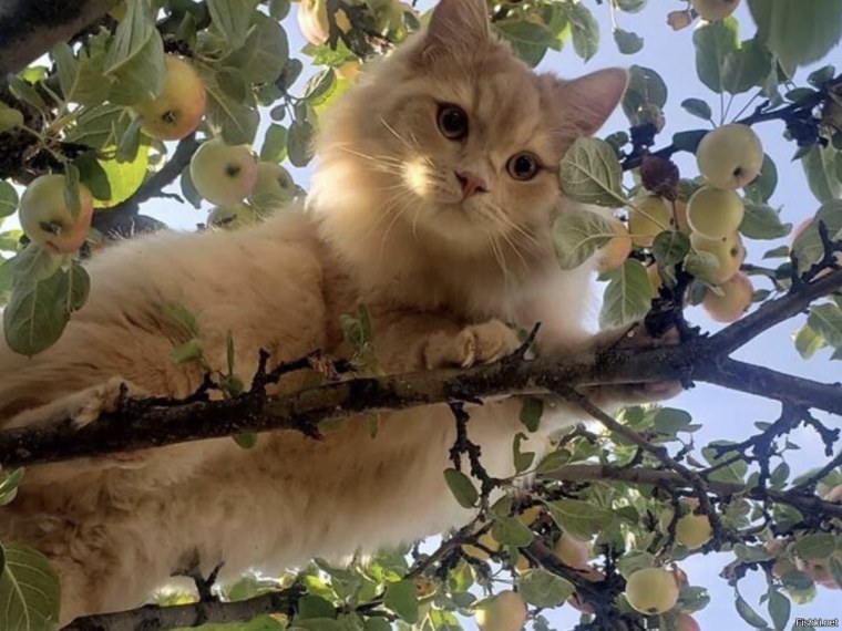 Кот на яблоне