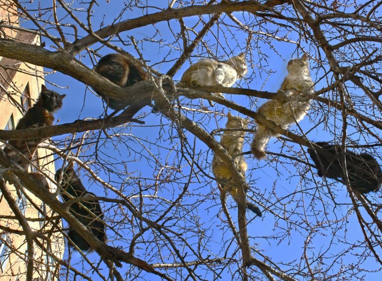 Весна коты прилетели