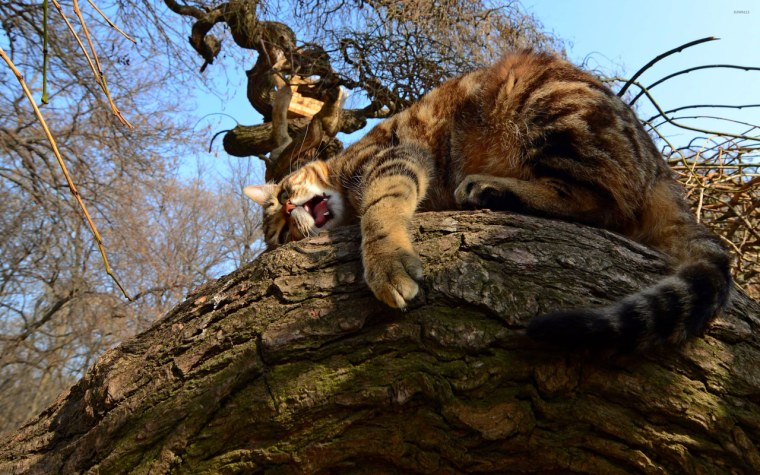 Кошка спит на дереве