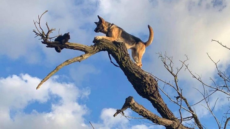 Кошки на дереве