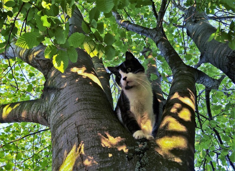 Кошки на дереве