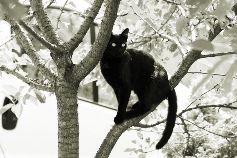 Кошки на дереве