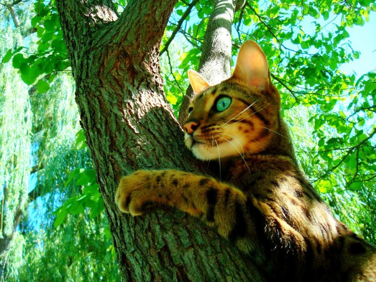 Древесная кошка