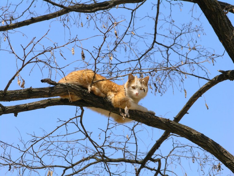 Рыжий кот на дереве