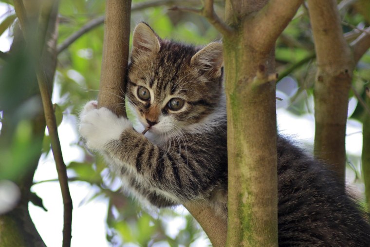 Черноногая кошка