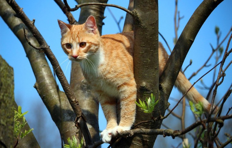 Кот на дереве