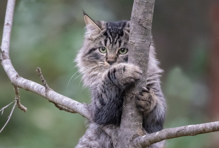 Кот на дереве