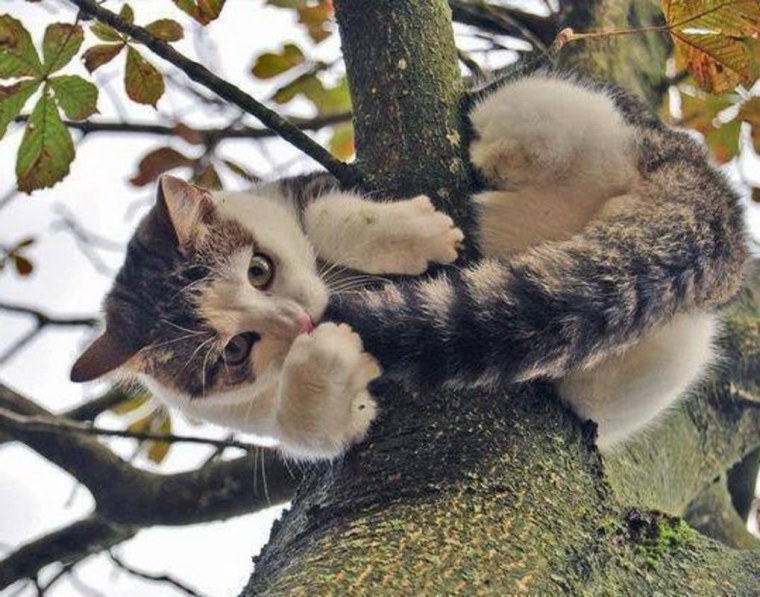Кот на дереве смешной