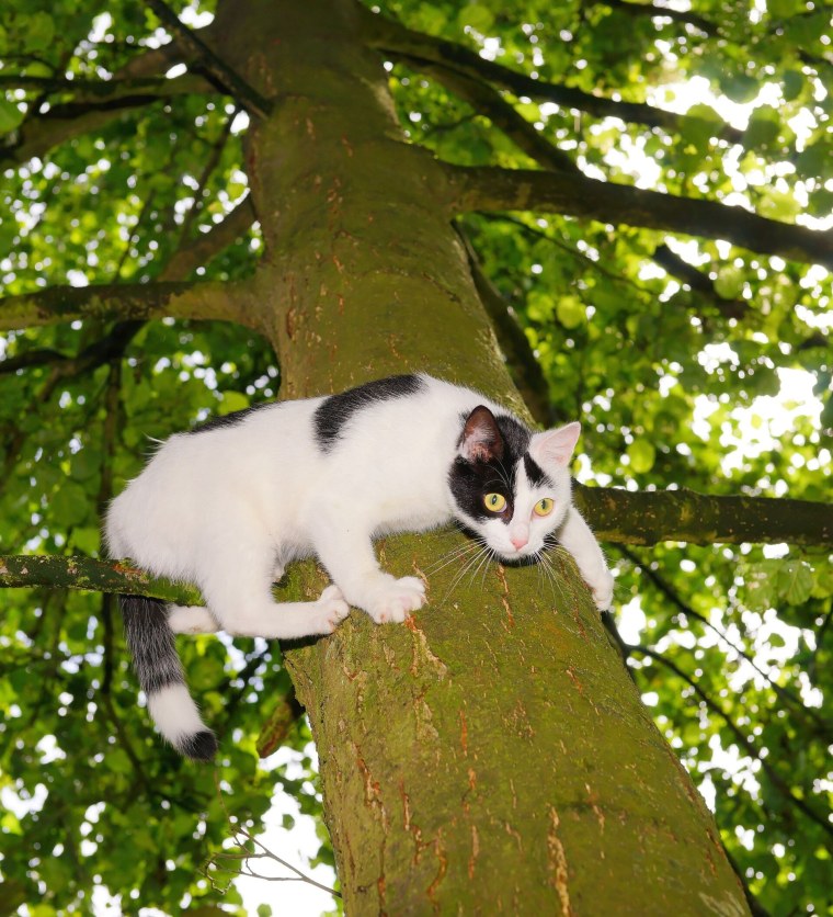 Кошки лазают по деревьям