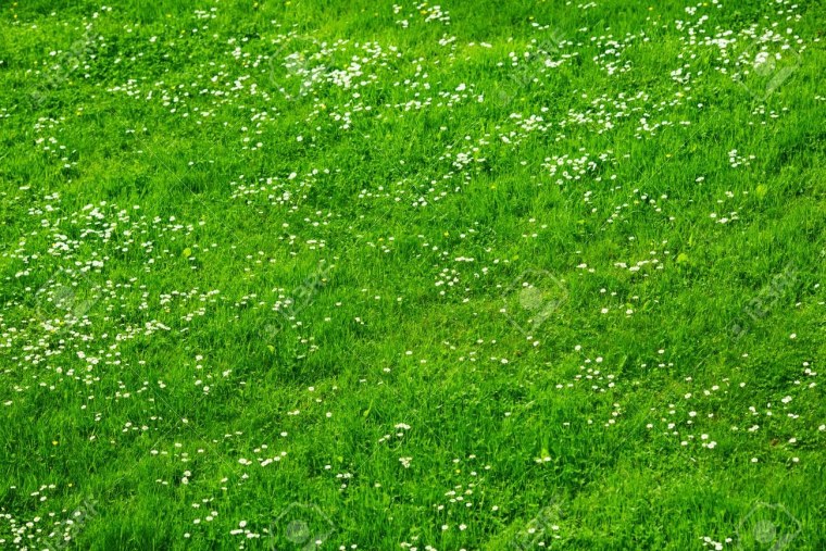 Газон с цветами сверху