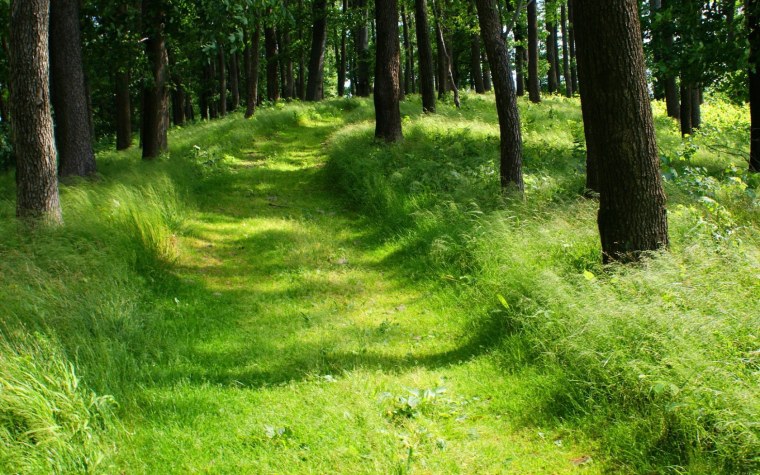 Лесные тропинки