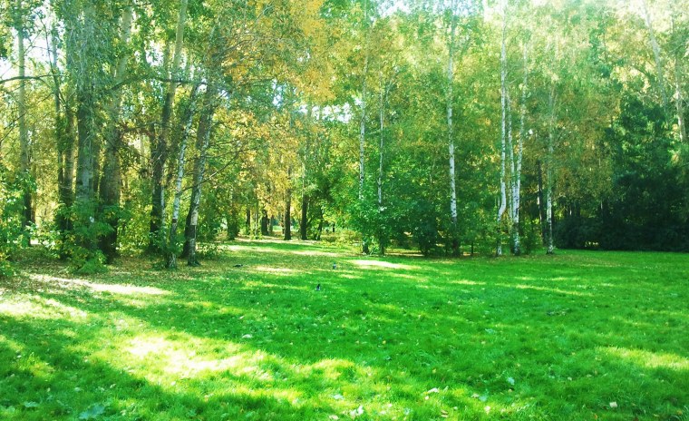 Зеленая Лесная Поляна